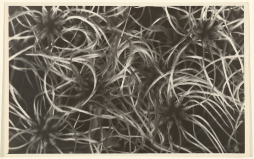 Clematis vitalba, Waldrebe, Samenstand