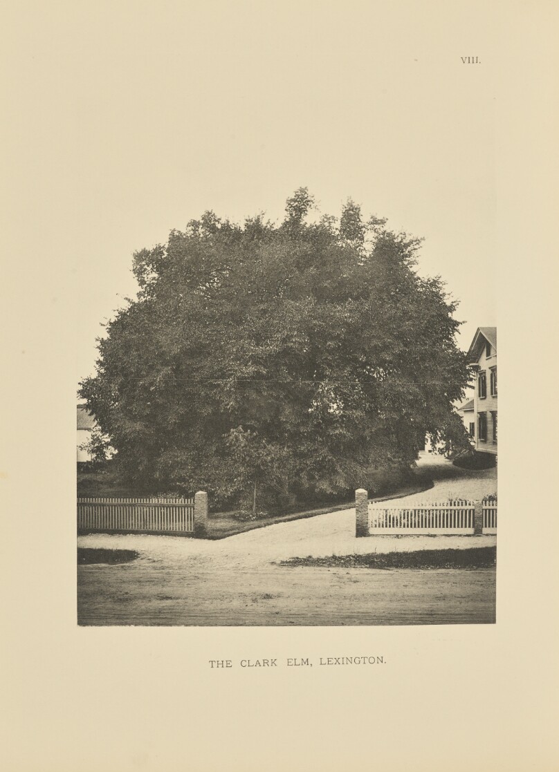 The Clark Elm, Lexington