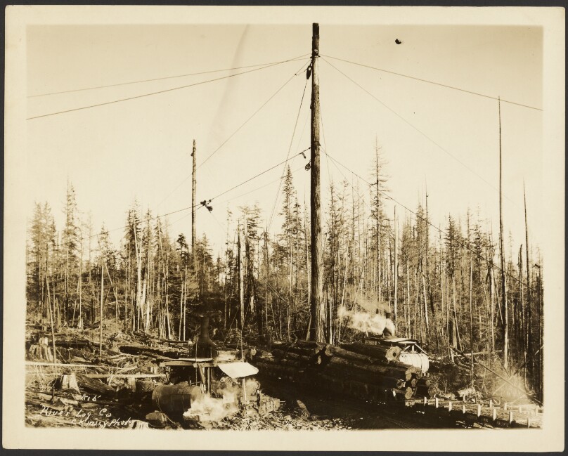 [Logging/ Timber Scene]