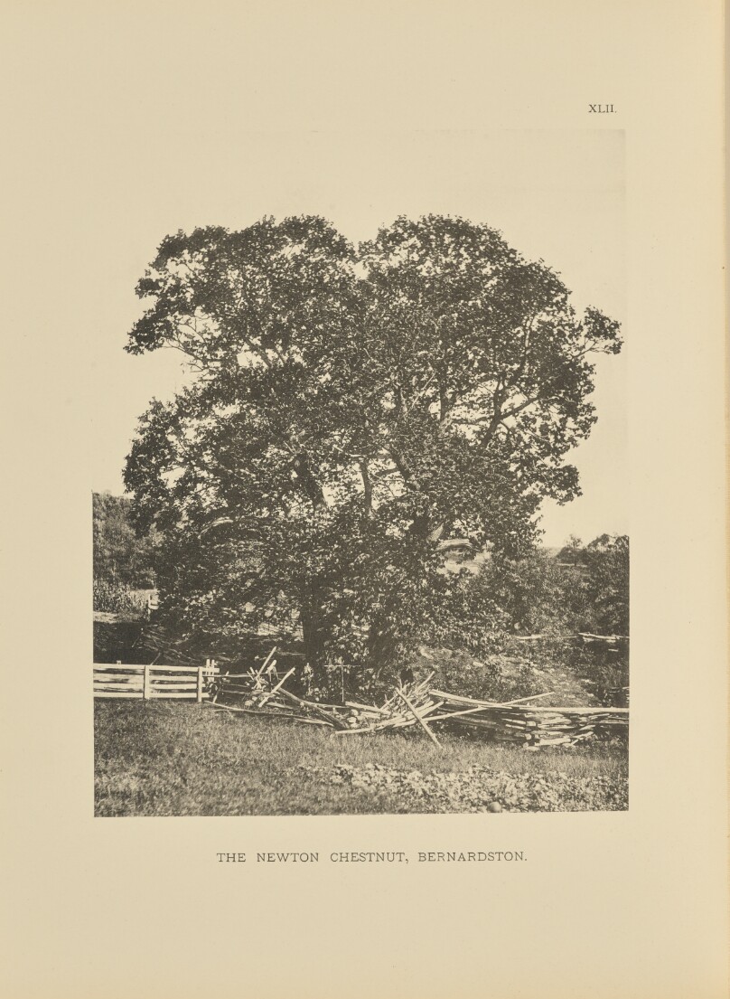 The Newton Chestnut, Bernardston