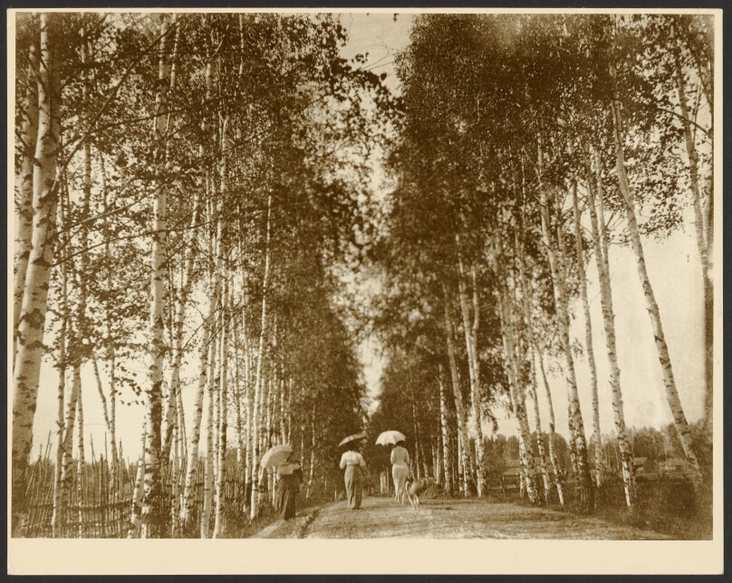 [Birch-Lined Avenue, Russia]