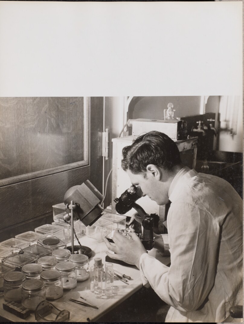 [Man looks at a Petri dish through a microscope]