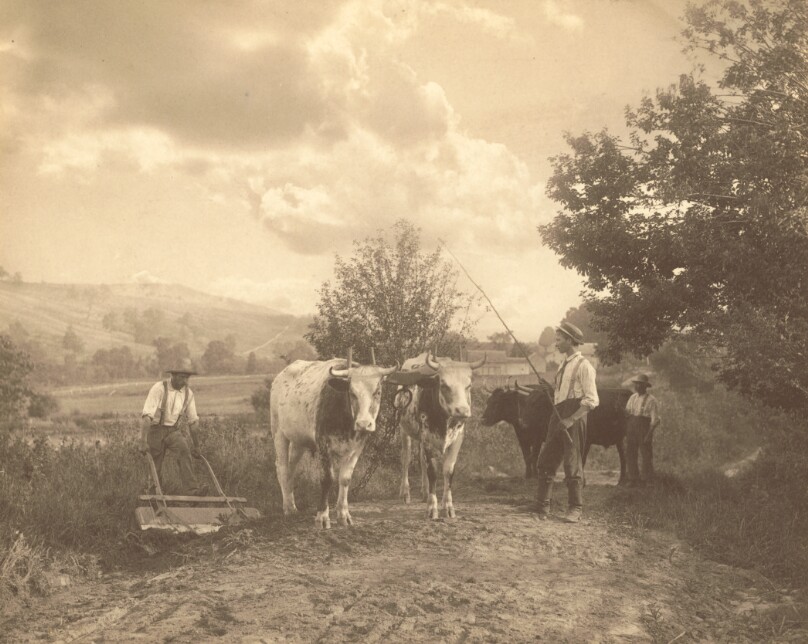 [Men with Cattle]