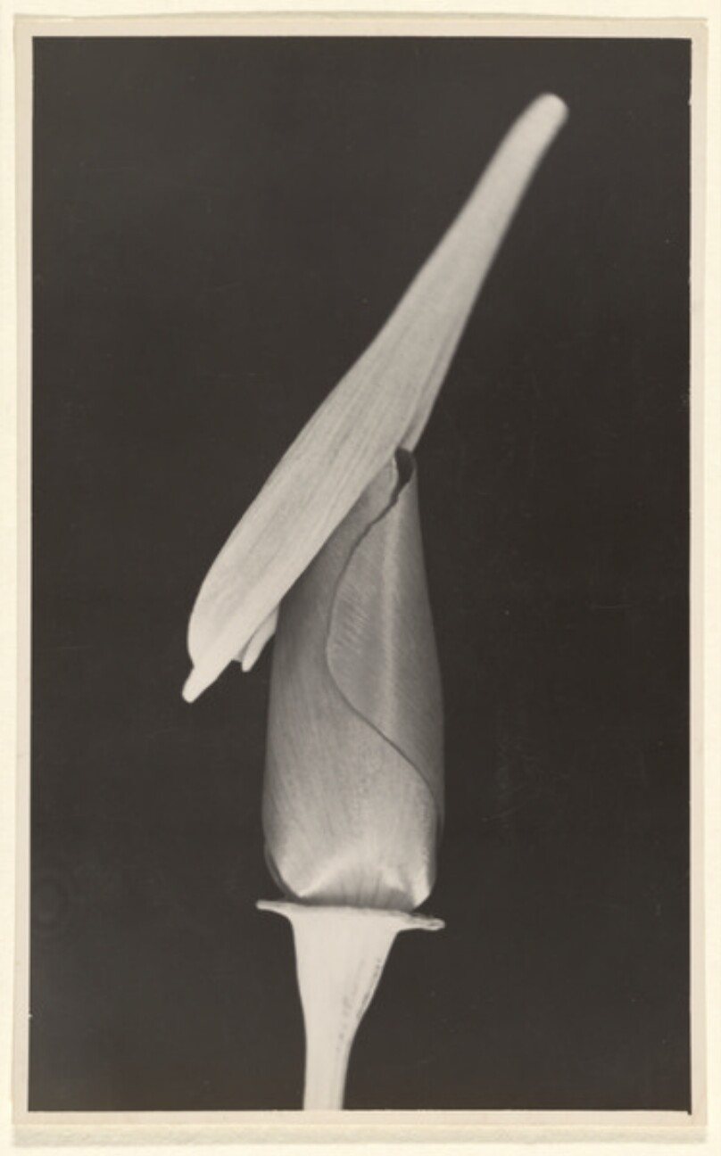 Eschscholzia californica, Schlafmutzchen