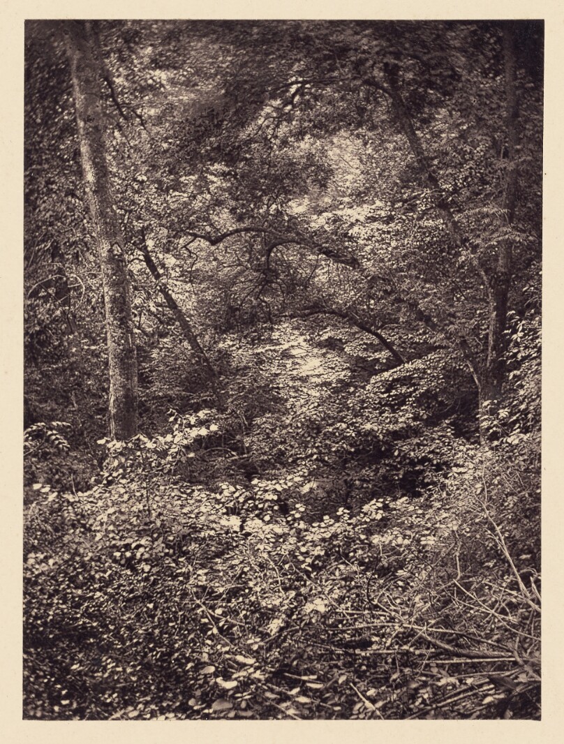 [Forest]