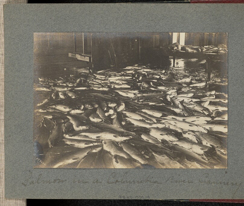 Salmon in a Columbia River Cannery