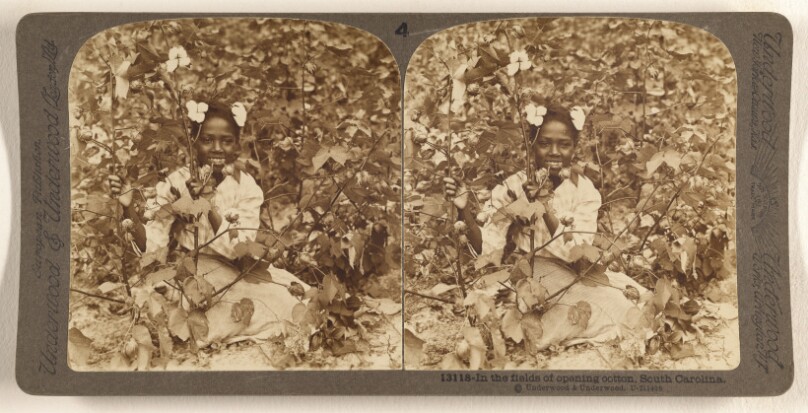 In the fields of opening cotton, South Carolina.