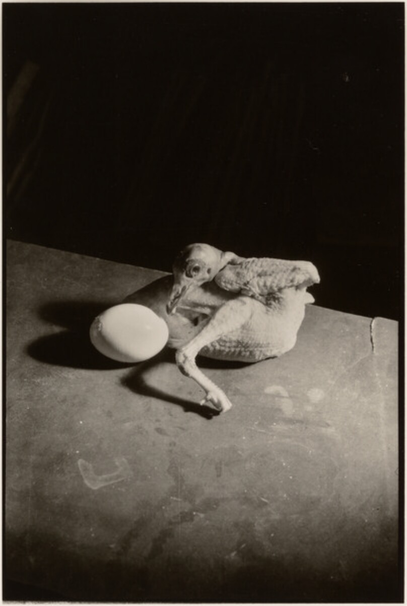 Untitled (chicken and egg)