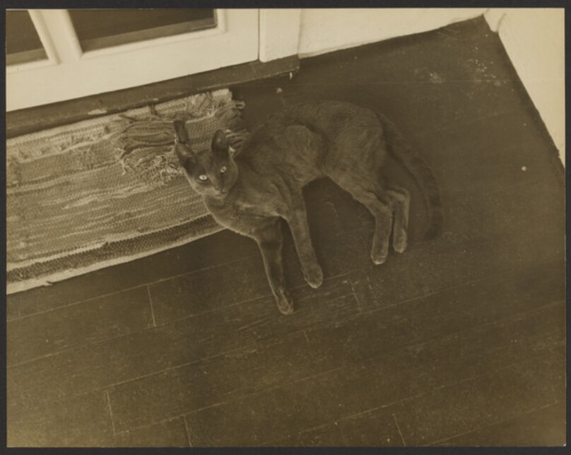 [Cat]