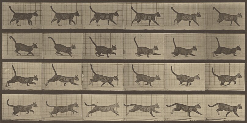 Animal Locomotion