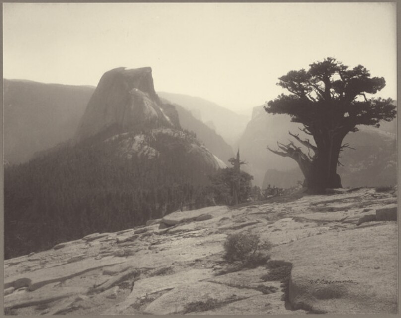 [View of Half Dome with Lone Pine Tree, Yosemite Valley, California]