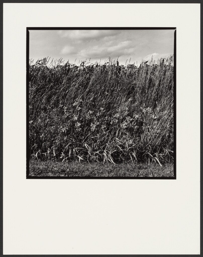Edge of a Corn Field, Knox County, Ohio