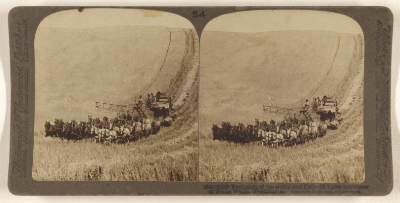 Evolution of the sickle and flail - 33 horse harvester at Walla Walla, Washington.