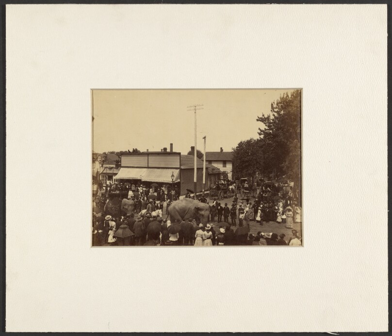 [Elephants walk through town, Maple City]