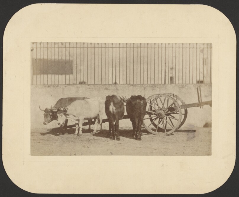 [Oxen and cart]