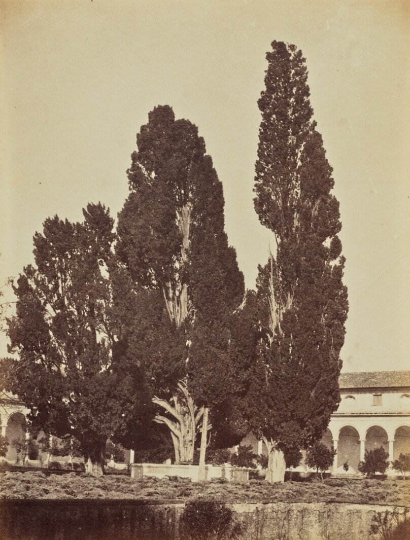 Michel Angelo's Cypresses in the Carthusian Convent, Diocletians Baths, Rome