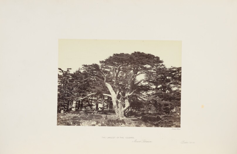 The Largest of the Cedars, Mount Lebanon