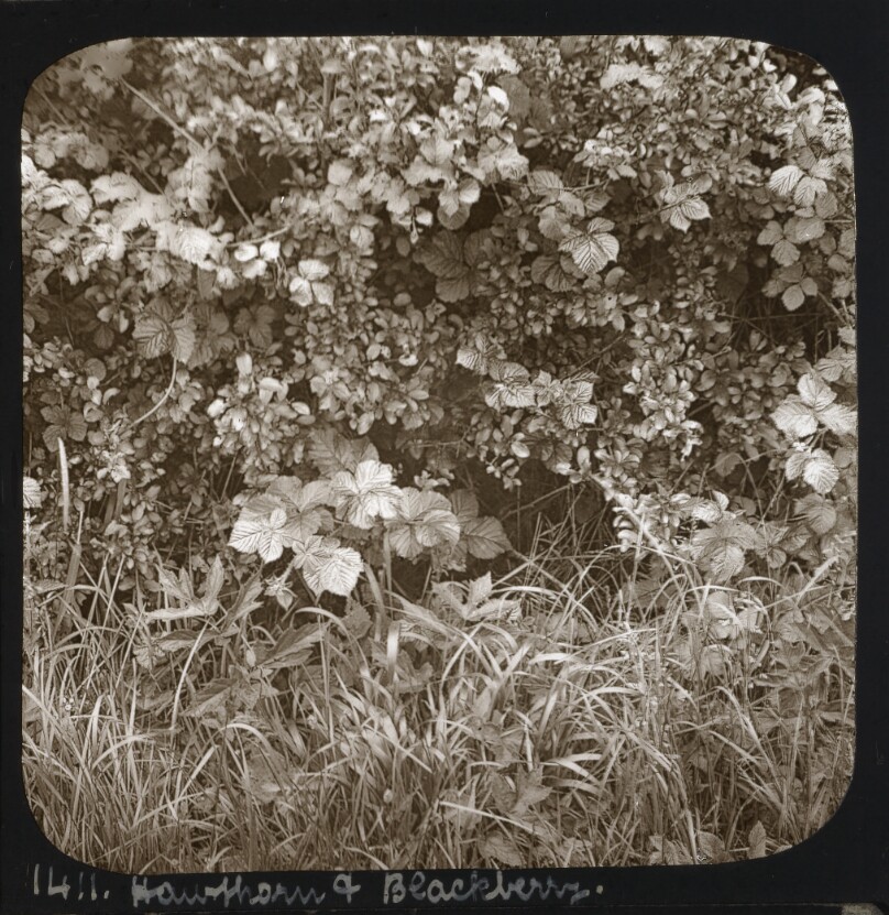 Hawthorn and Blackberry.