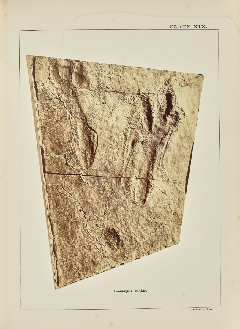 Anomœpus major