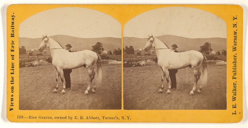 Rice Graves, owned by E.R. Abbott, Turner's, N.Y.