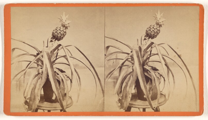 [Pineapple]