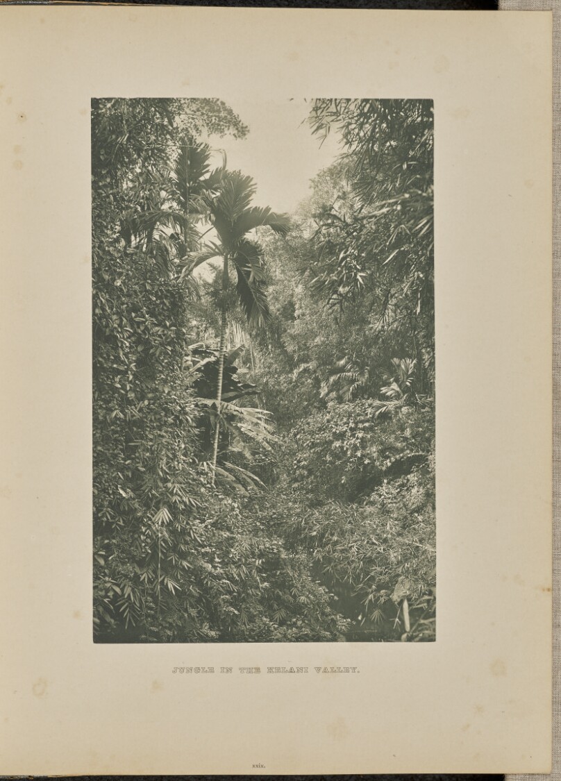 Jungle in the Kelani Valley