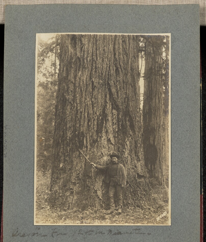 Oregon Fir, 12 ft. in Diameter