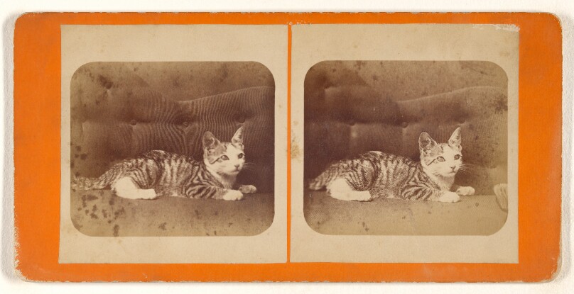 [Kitten on sofa]