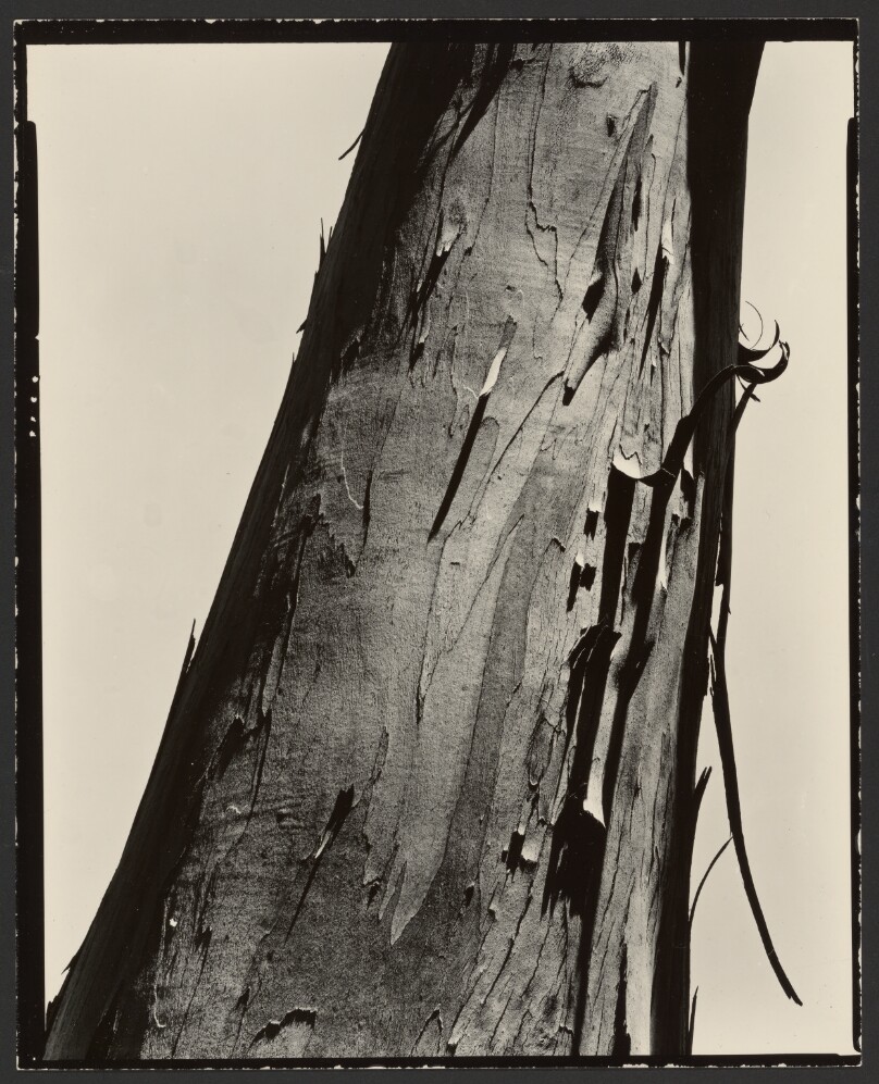 Brett Weston