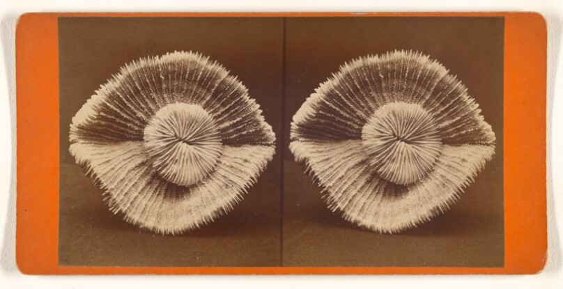 [Unidentified mollusk shell]