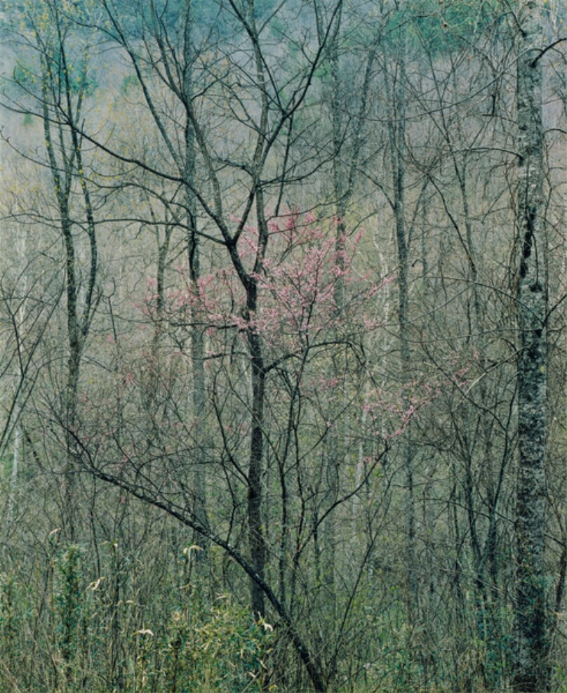 Redbud Trees in Bottomland, Near Red River Gorge, Kentucky