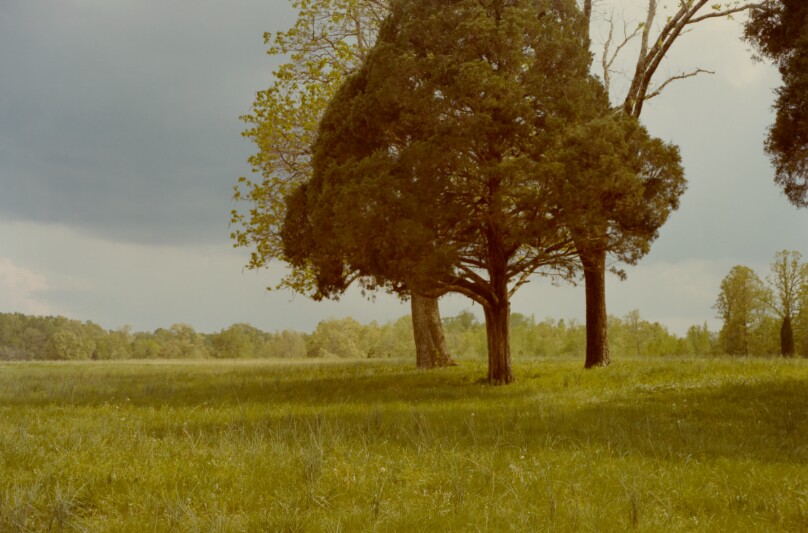 Landscape with Trees, Southern U.S.