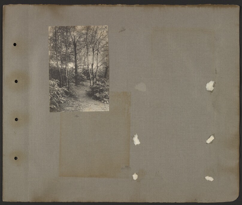 [Path in the woods]