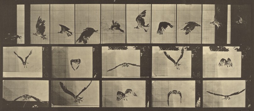 Animal Locomotion