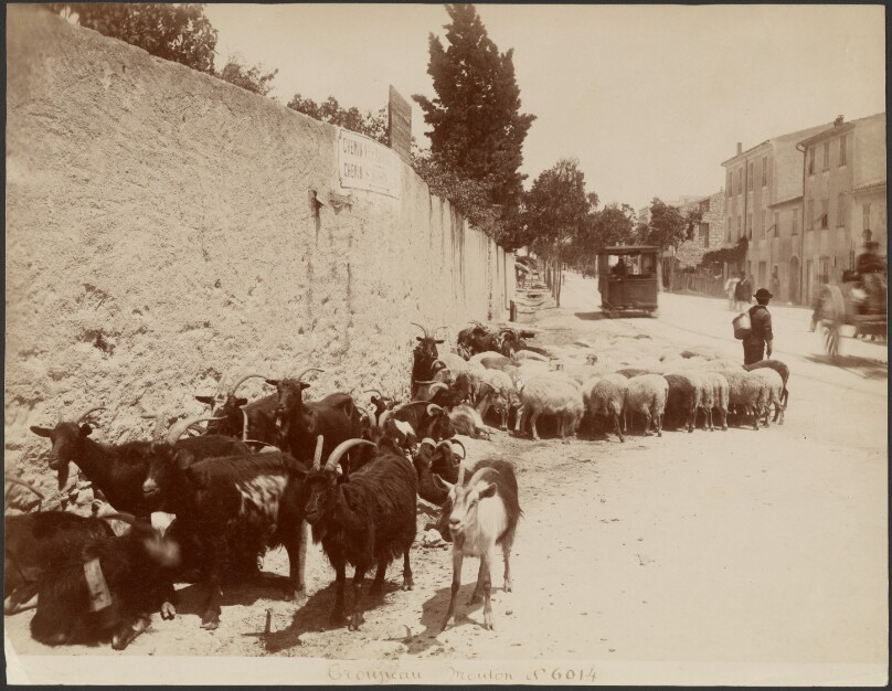 Troupeau Mouton