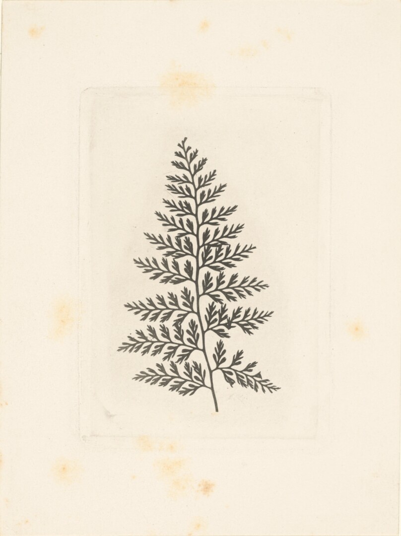 [A Fern]