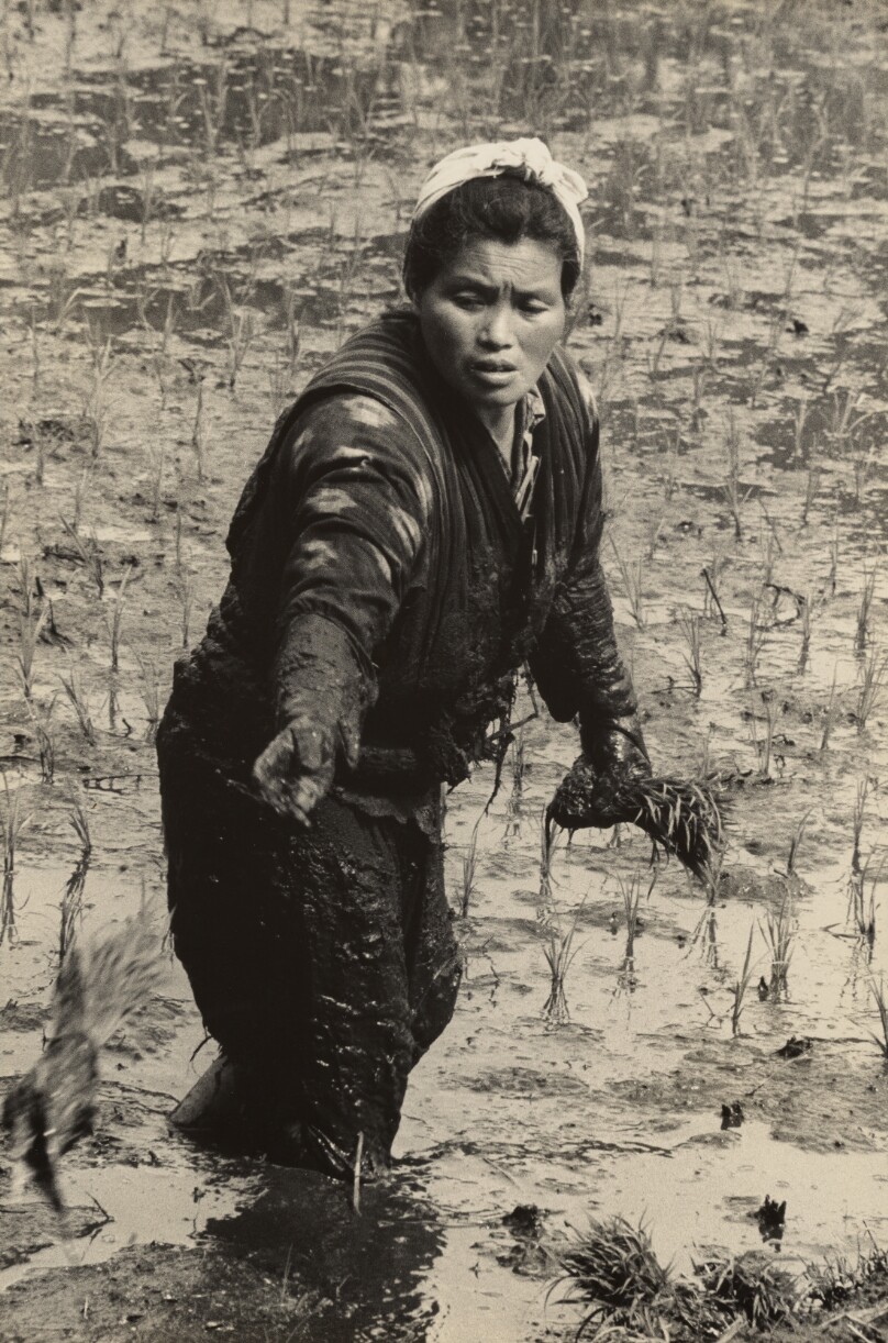 Rice Planting, Toyama Prefecture