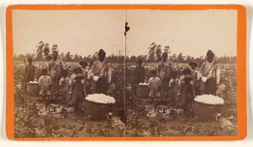 [Group of blacks, young and old, posing in cotton field with baskets full of cotton]