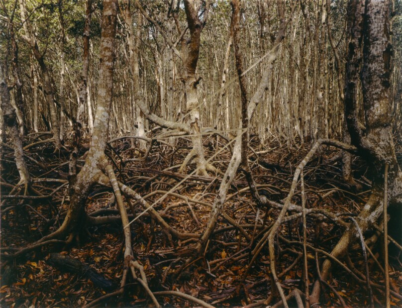Mangrove Swamp Lightning, Matheson Hammock, Florida