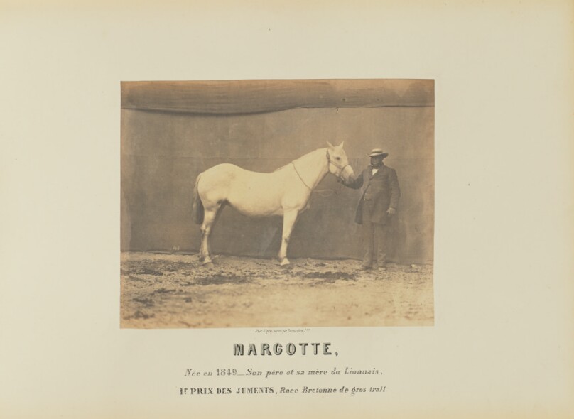Margotte