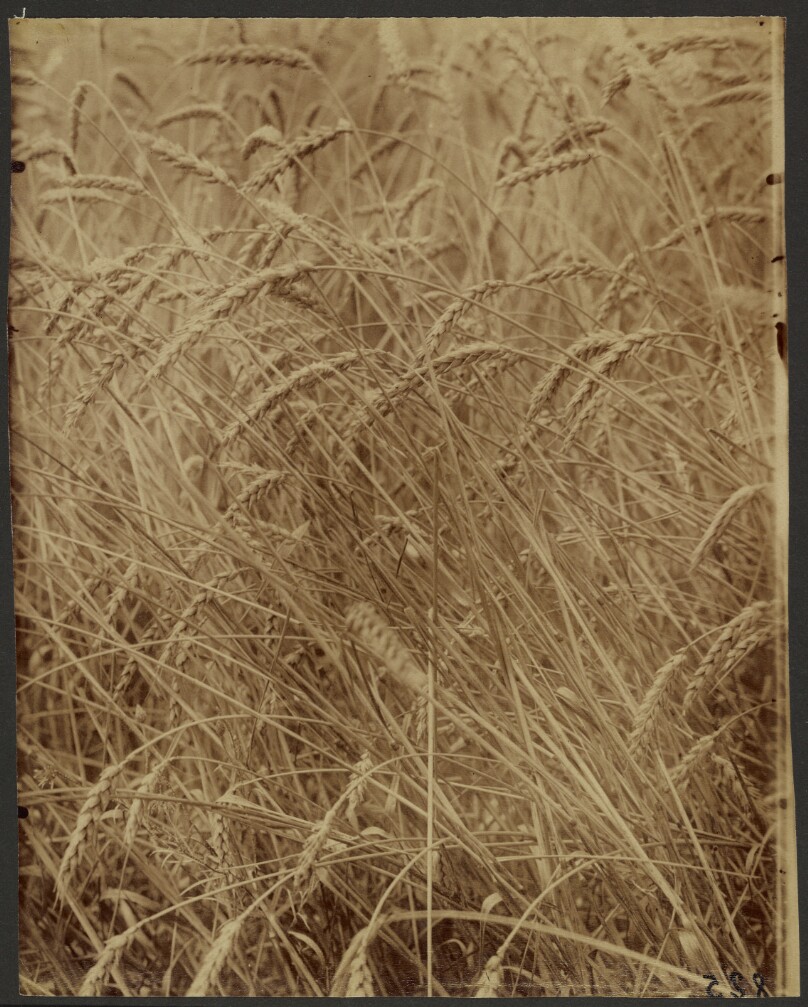 Blés (Wheat)
