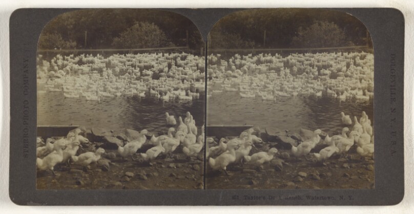 Taylor's Duck Ranch, Watertown, N.Y.