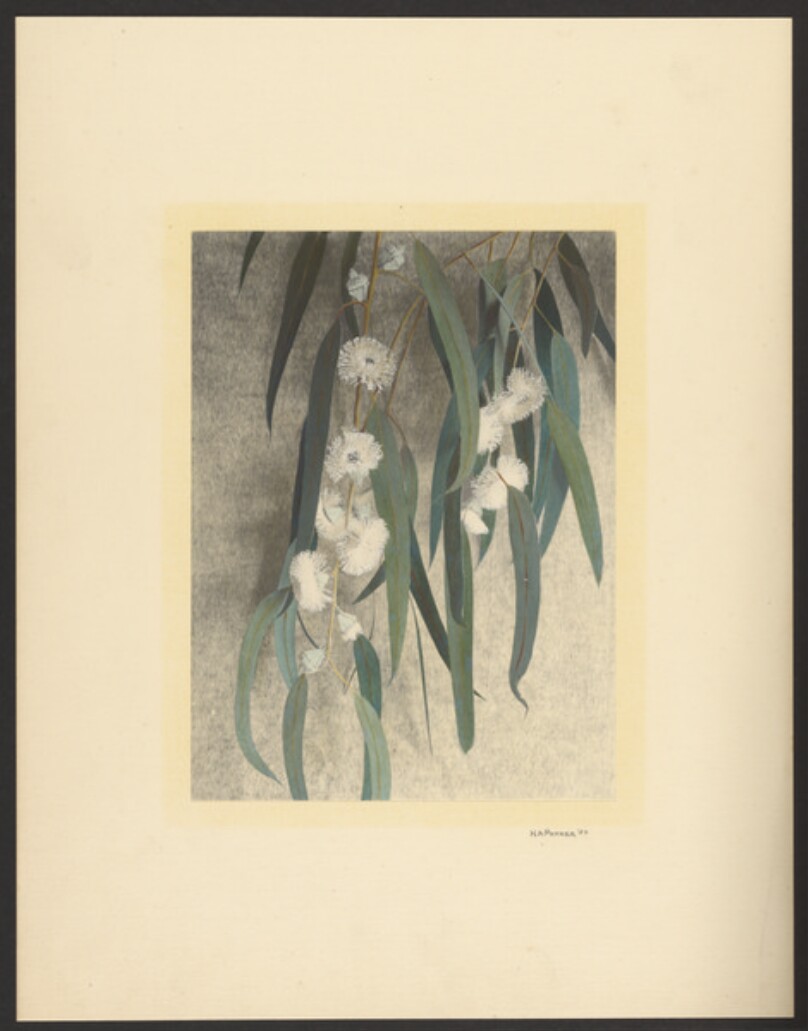 [Eucalyptus leaves and flowers]