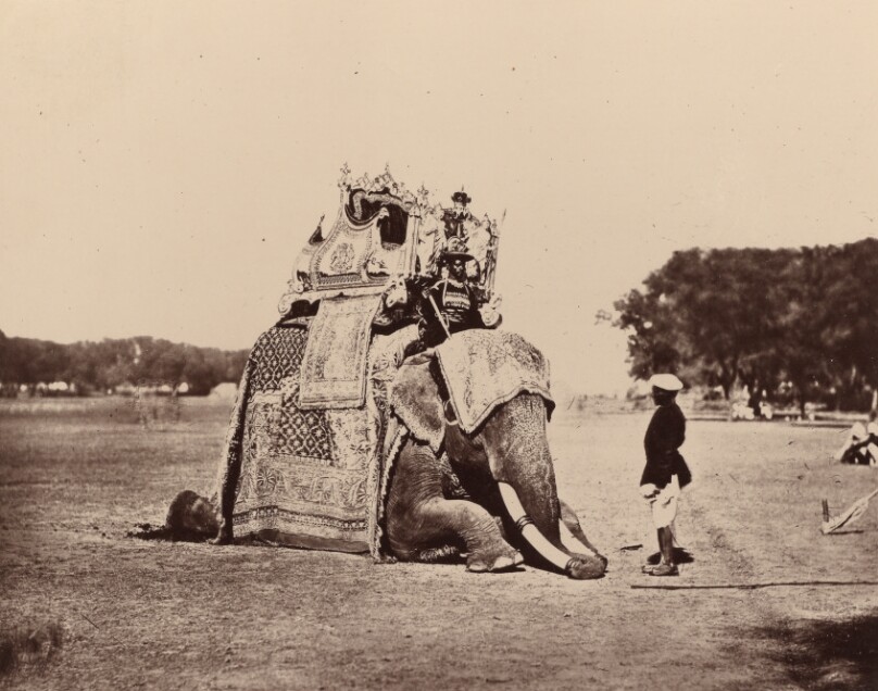 H.E. The Viceroy's Elephant
