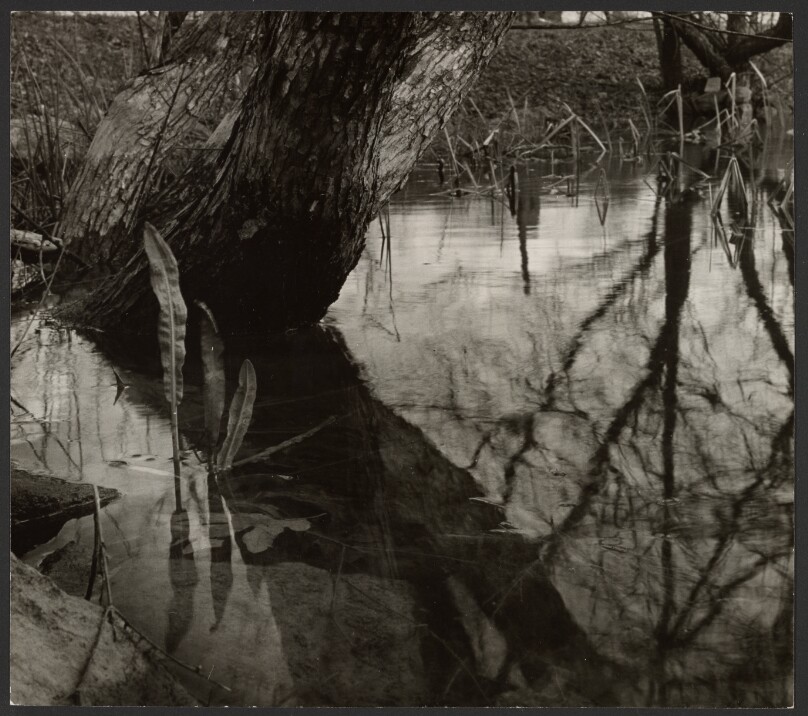[Tree Trunk and Reeds in Water]