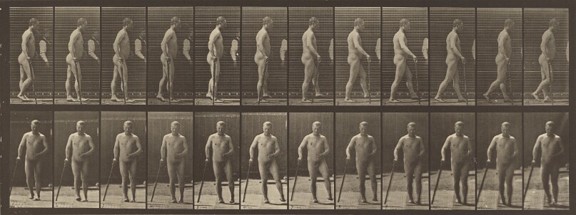 Animal Locomotion