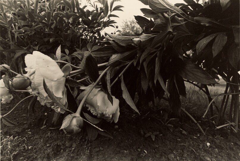 Untitled (Peonies)