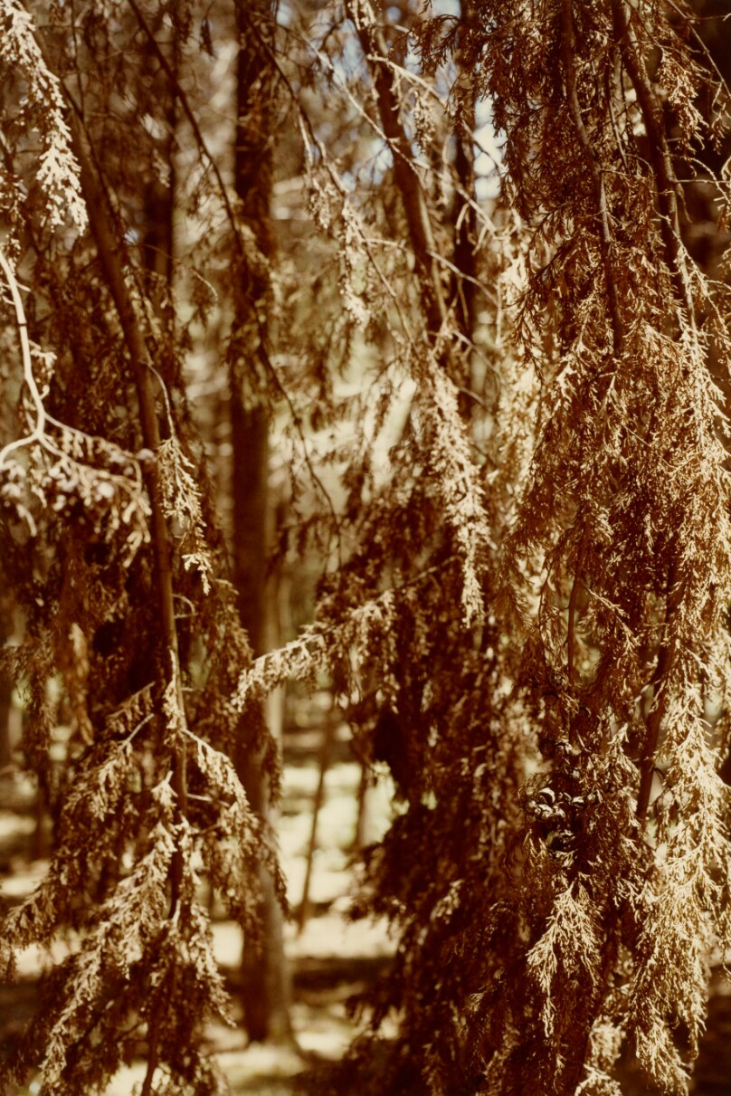 [Branch Study]