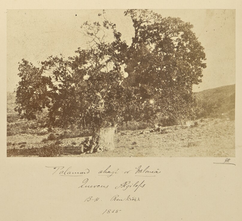 Palamoud ahagi or Valonea, Quercus aegilops. B.H. Renkioi