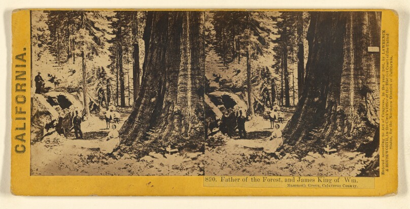 Father of the Forest, and James King of Wm. Mammoth Grove, Calaveras County.